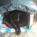 野良犬の為の牛乳パ…