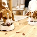 犬の『早食い』が危…