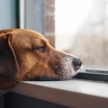 雨が降ると犬も気持…