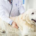 犬のゲノム研究が筋…
