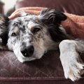 犬は空腹時に白い泡…