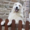 犬が迷子になってし…
