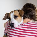 犬は『飼い主が悲し…