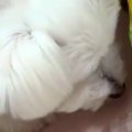 昭和46年から生きて…