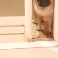 入浴中、犬がお風呂…