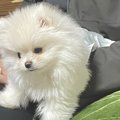 くっ…あざとい…！『…