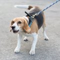 愛犬の散歩中、すれ…