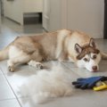 『毛がよく抜ける犬…