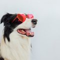 犬も『恋愛』するこ…