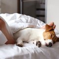 犬が飼い主の足の間…