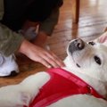 【卒業】前足を失っ…