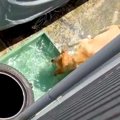 水遊びする大型犬を…