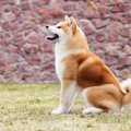 『しっぽが巻いてい…
