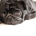 犬の皮膚の色が変わ…