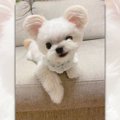 お耳がまーるくなっ…