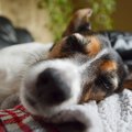 突然の血便…愛犬のコ…