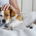 犬に依存しすぎてい…
