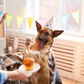 愛犬を絶対喜ばせる…