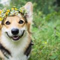 犬が飼い主と一緒に…