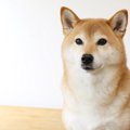 犬の飼い主が他人に…