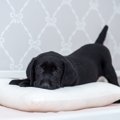 犬が毛布を『ホリホ…
