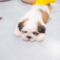 犬のお腹がキュルキ…