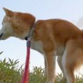 何気なく『散歩中に…