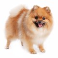 意外と知らない？犬…