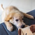犬が嫉妬しやすい対…
