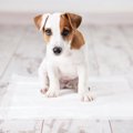 子犬と成犬のしつけ…