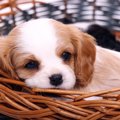 犬の名前はどう決め…
