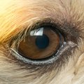 犬の角膜ジストロフ…