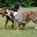 犬の突発的な攻撃行…