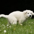 犬が『おしり歩き』…