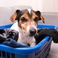 なぜ犬は飼い主の服…