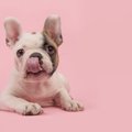犬の『舌』でわかる…