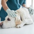 犬がしていたら超危…