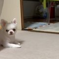 おやつが欲しいと駄…