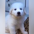 白くてモッフモフな…