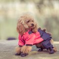 犬が服を嫌がる理由…