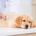犬が『お腹が痛い』…