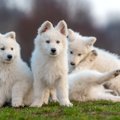 犬が可愛い５つの理…