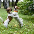 愛犬がすぐに興奮し…