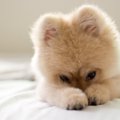 犬の里親になるため…