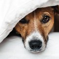 犬が『パニックに陥…