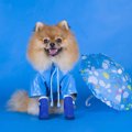 犬にとってナメクジ…