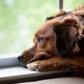 犬が『自信を失う』…