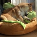 柴犬さんの寝姿が天…