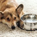 犬があまり水を飲ま…