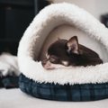 犬が眠い時にする行…